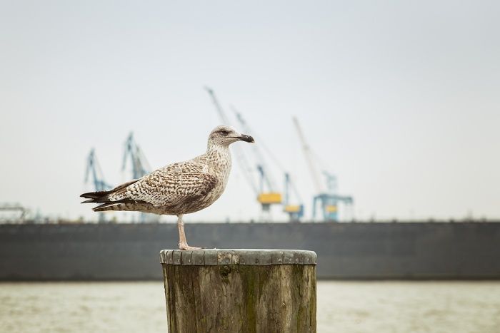 Möwe auf Poller am Hafen